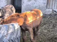 Cal, Thoroughbred horse — foto 5