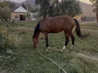 Cavallo, Thoroughbred horse — foto 1