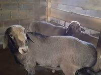 Vædder, Rhon sheep — foto 2