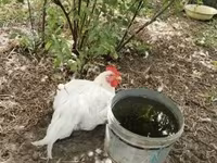 Chickens — 2 зураг