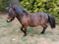 Kůň, Shetland Pony — foto 3