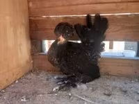 Gallina danese — foto 7