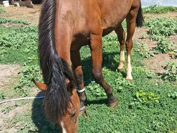 Horse (M), Horses — Kyrgyzstan