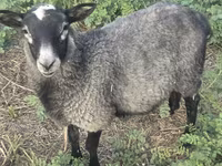 قوچ, Romanov sheep — عکس 2