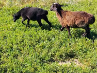 Kambing jantan, Sheep — foto 5