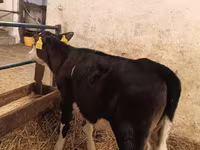 பசு, அபர்டீன் - ஆங்கஸ் — புகைப்படம் 2