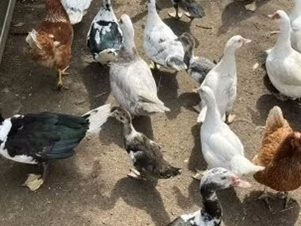 Ducks