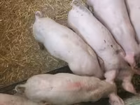 Чочколор (партия, жынысы көрсөтүлгөн эмес), Чочколор — сүрөт 4