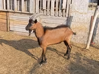 公山羊, Alpine goat — 照片 2