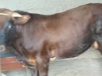 ወንድ በሬ, Cattle — ፎቶ 1