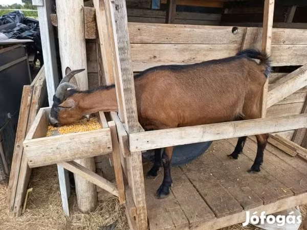 Ged, Alpine goat