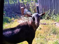 Ri’ lab, Goats — sawirka 2