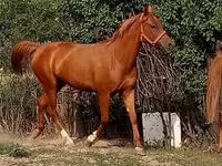 பெண் குதிரை, Arabian horse — புகைப்படம் 1