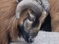 قوچ, Cameroon sheep — عکس 2
