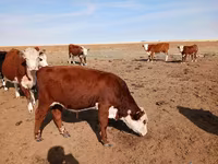 Bull, Kazakh White-headed cow — photo 5