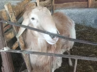 بز ماده, بز — عکس 2