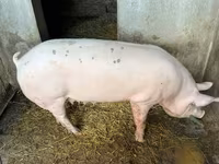 Sow, Pigs — photo 2