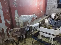 بز (گروه، جنسیت مشخص نشده), بز — عکس 4