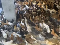 Chickens — عکس 3
