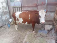 Mucca, Simmental cattle — foto 1
