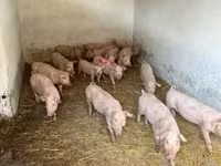 Scrofa — foto 2