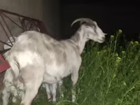 Kambing betina, Goats — foto 1