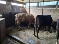 Banteng, Cattle — foto 3