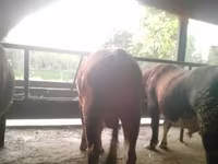 گاو نر, Simmental cattle — عکس 2
