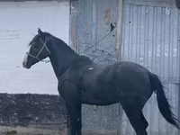 حصان, Kazakh horse — الصورة 2
