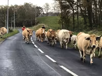 گاو ماده, Aubrac cattle — عکس 4