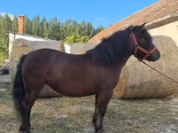 Mare, Horses — photo 4
