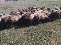 Ram, Sheep — photo 1