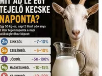 Ziegenbock, Ziegen — Foto 2