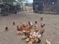 Chickens — foto 2