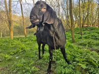 Buk, Nubian Goat — foto 1