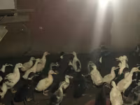 Ducks — foto 4