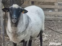 Pecora, Tsigai sheep — foto 3