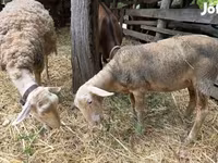 Koyun, Luzein sheep — foto 2