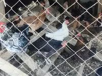 Chickens — عکس 3