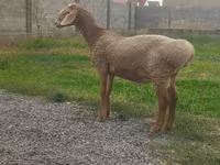 公羊, Edilbay sheep — 照片 1