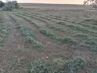 Сено разнотравье тюки — foto 2