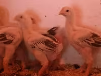 Chickens — புகைப்படம் 3