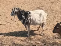 Koza, Alpine goat — fotografija 5