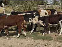 گاو نر, Simmental cattle — عکس 3
