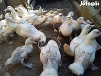 Ducks — foto 3