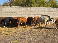 Lembu jantan, Cattle — foto 6