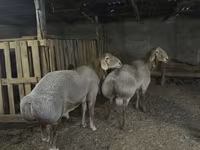Montone, Arashan sheep — foto 1