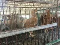Chickens — تصویر 2