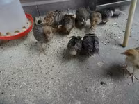 Chickens — fotografija 1