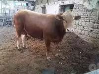 Tyre, Simmental cattle — foto 2